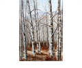 Fall Trees