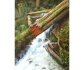 forest stream